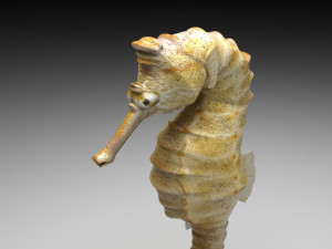 Seahorse 3Dモデル