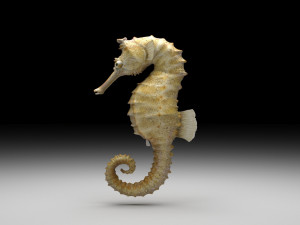 Seahorse 3Dモデル
