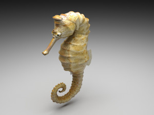 Seahorse 3Dモデル