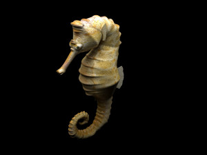 Seahorse 3Dモデル