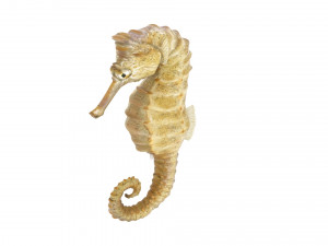 Seahorse 3Dモデル