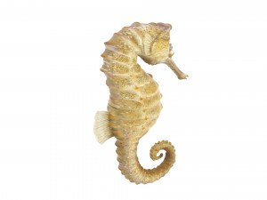 Seahorse 3Dモデル