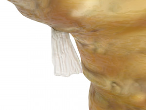 Seahorse 3Dモデル