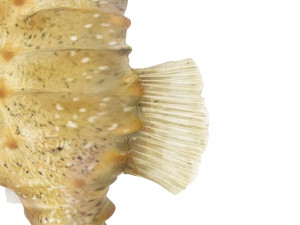 Seahorse 3Dモデル