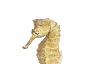 Seahorse 3Dモデル