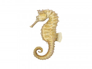 Seahorse 3Dモデル