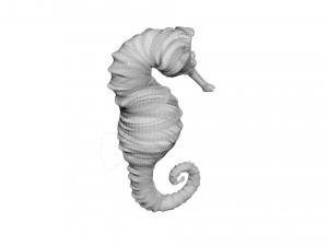 Seahorse 3Dモデル