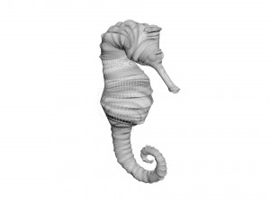 Seahorse 3Dモデル
