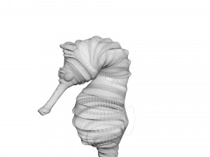 Seahorse 3Dモデル