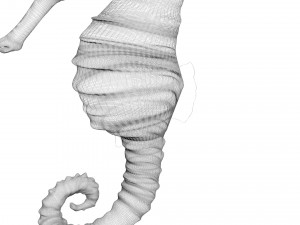 Seahorse 3Dモデル
