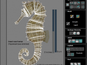 Seahorse 3Dモデル