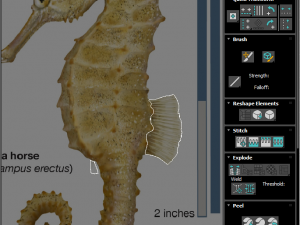 Seahorse 3Dモデル