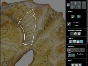Seahorse 3Dモデル