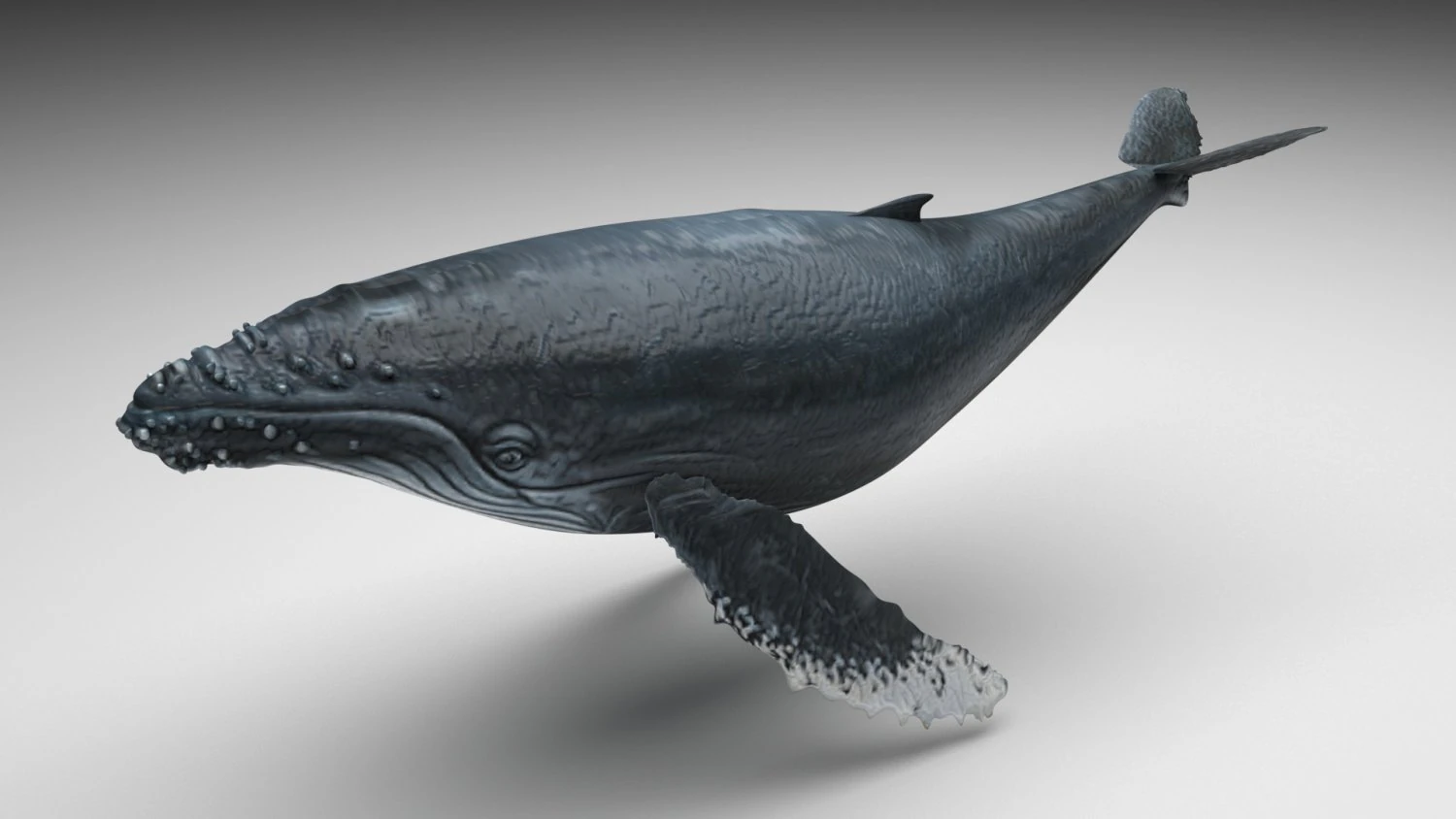 Humpback Whale 3D Model .c4d .max .obj .3ds .fbx .stl .blend 