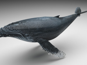 Humpback Whale Modelo 3D