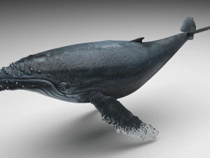 座头鲸 3D 模型