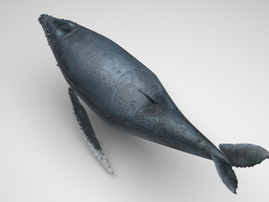 Humpback Whale Modello 3D