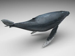 Humpback Whale 3D Model