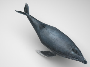 Humpback Whale Modello 3D
