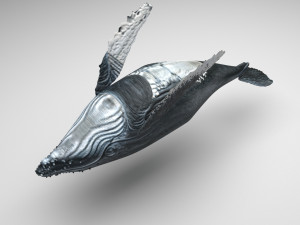 Humpback Whale Modello 3D