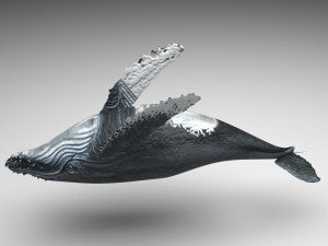 Humpback Whale Modello 3D
