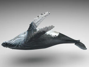 Humpback Whale 3D Model
