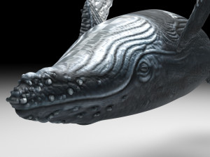 Humpback Whale Modello 3D