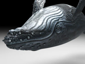Humpback Whale 3D Model