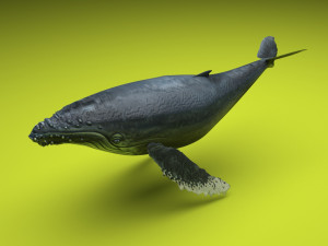 Humpback Whale Modello 3D