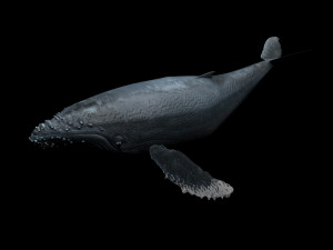 Humpback Whale Modello 3D