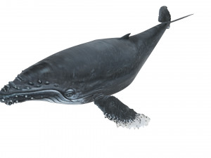 Humpback Whale Modello 3D