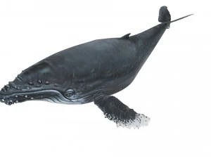 Humpback Whale 3D Model