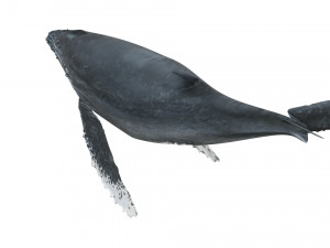 Humpback Whale Modello 3D