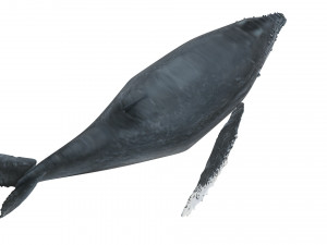 Humpback Whale Modello 3D