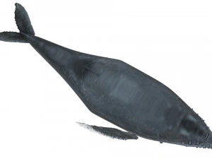 Humpback Whale 3D Model