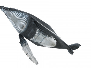 Humpback Whale Modello 3D