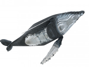 Humpback Whale Modello 3D