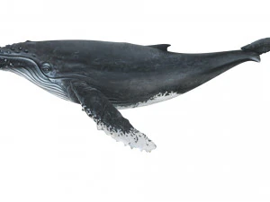 Humpback Whale 3D Model