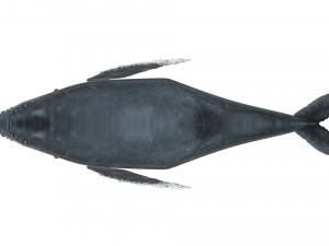 Humpback Whale Modello 3D