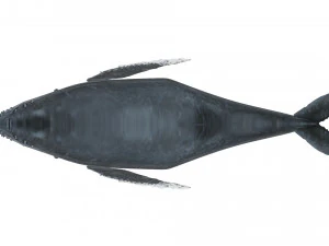 Humpback Whale 3D Model