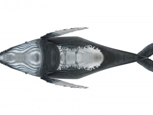 Humpback Whale Modello 3D