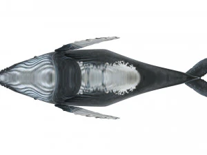 Humpback Whale 3D Model