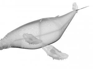Humpback Whale 3D Model