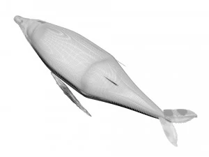 Humpback Whale 3D Model