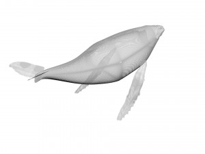 Humpback Whale Modello 3D
