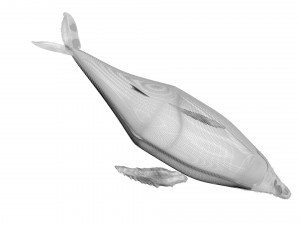 Humpback Whale Modello 3D