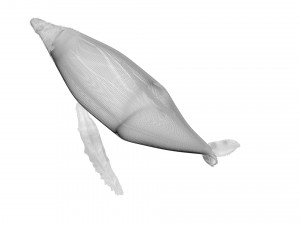 Humpback Whale Modello 3D