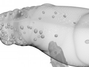 Humpback Whale Modello 3D