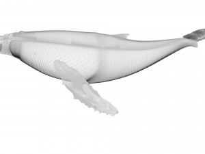 Humpback Whale Modello 3D