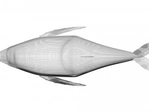 Humpback Whale 3D Model